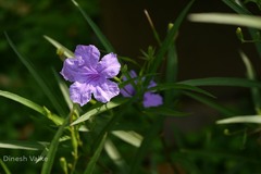 Ruellia brittoniana